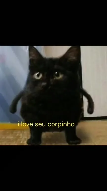 Eu amo cada pedacinho dos gatos