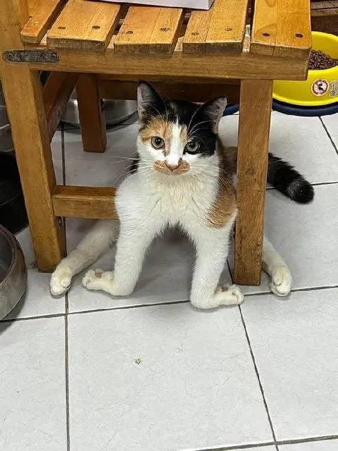 Кот застрял под табуреткой