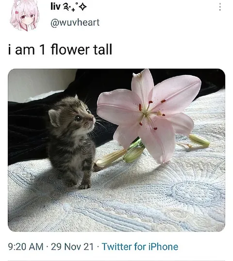 I Am One Flower Tall