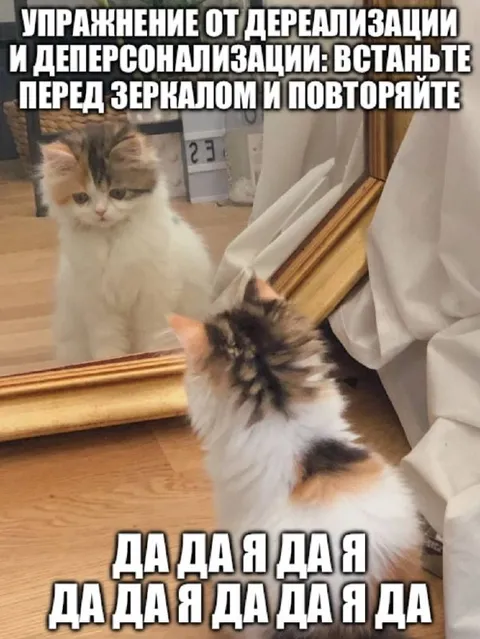 Кот повторяет за отражением