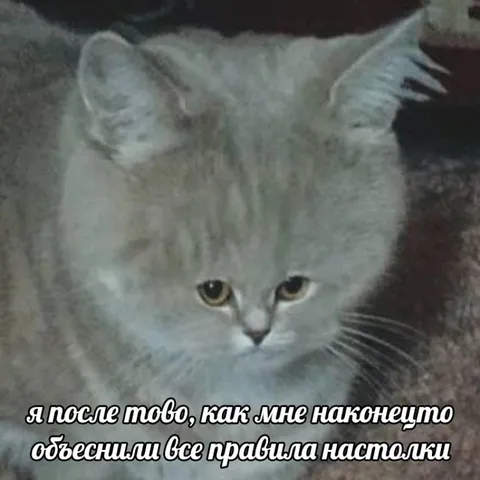 Кот после объяснения правил настолки