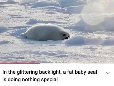 Fat Baby Seal Doing Nothing Special