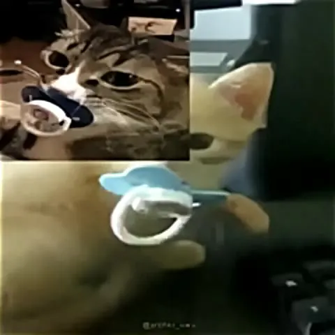 Cats With Pacifiers Montage