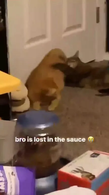 Bro Is Lost in the Sauce