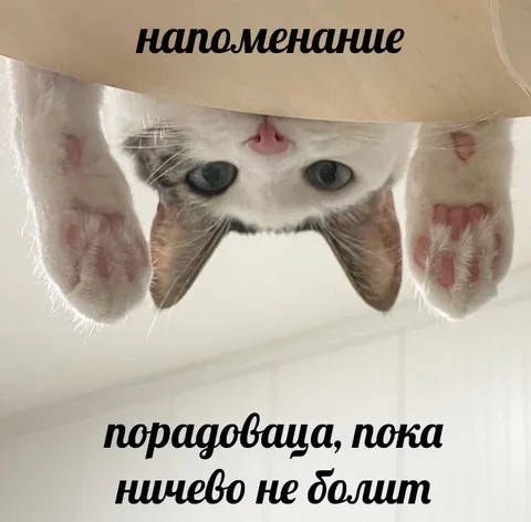 Кот напоминает не болеть