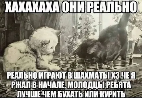 Коты реально играют в шахматы