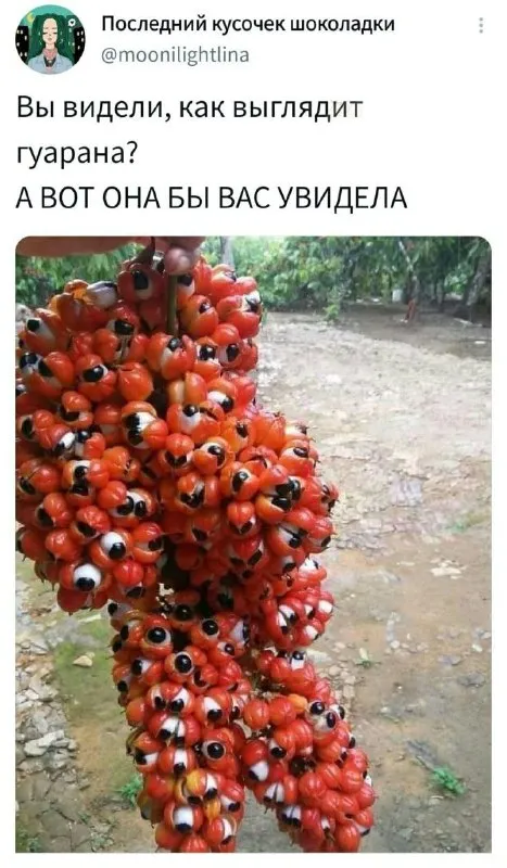 Гуарана смотрит на вас