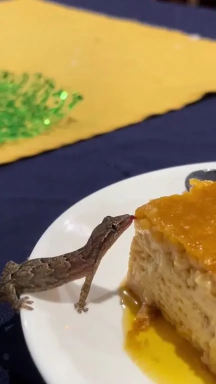 Ящерица пробует десерт