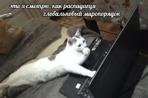 Кот наблюдает за хаосом
