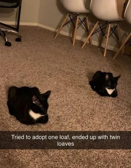 Twin Cat Loaves