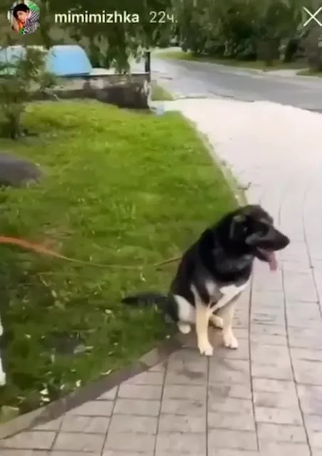 Собака, брошенная в парке
