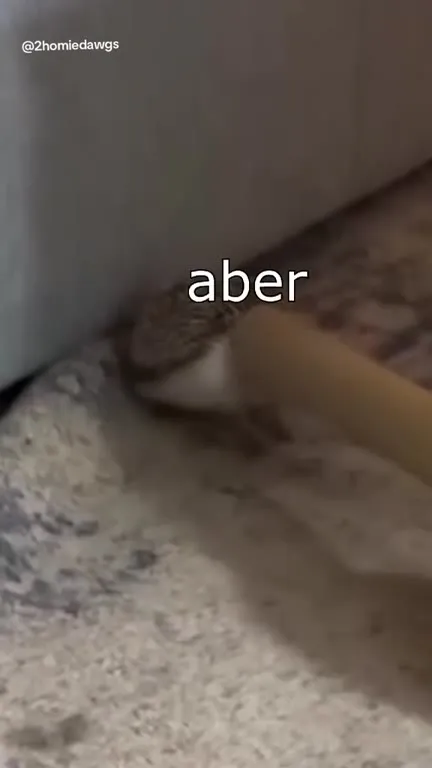 Igel braucht Hilfe