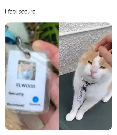 I Feel Secure Cat