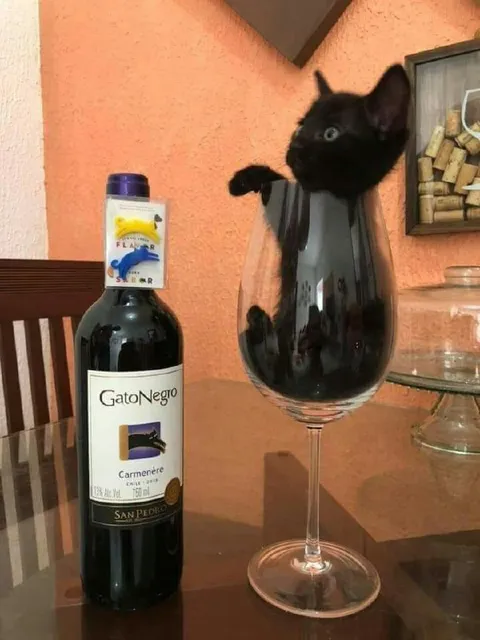 Gato Negro en la copa