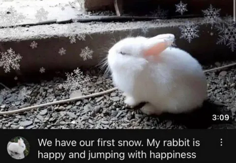 Rabbit Happily Enjoys First Snow