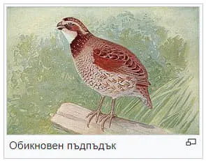 Обикновен пъдпъдък