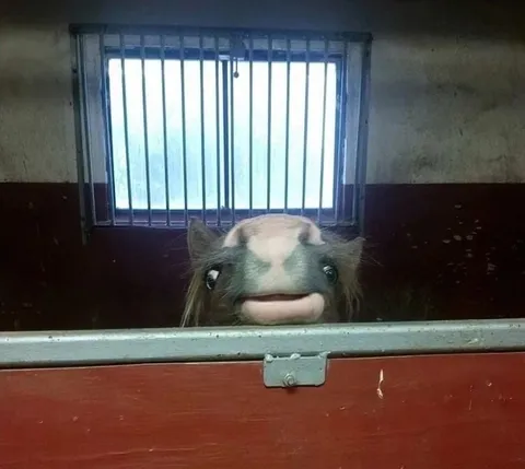 Лошадь выглядывает из денника