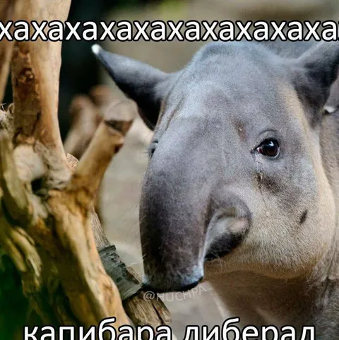 Капибара-либерал плачет от смеха