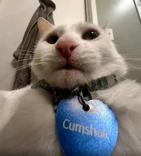 Cat Wearing Cumshot Tag