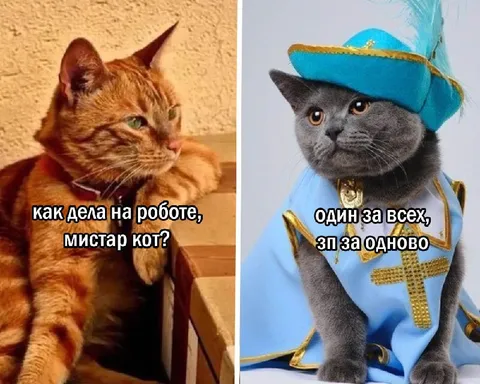 Кот о работе и зарплате