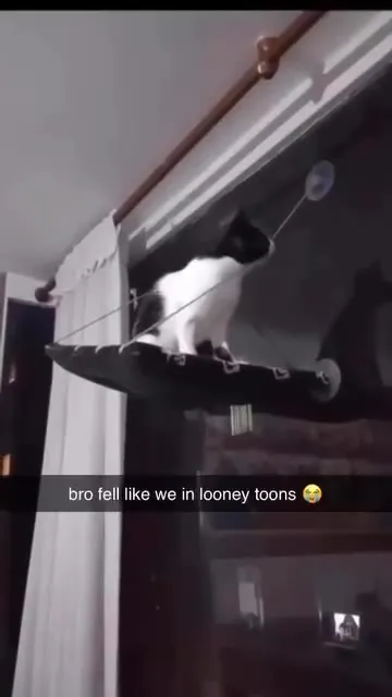 Cat Falls Like Looney Tunes