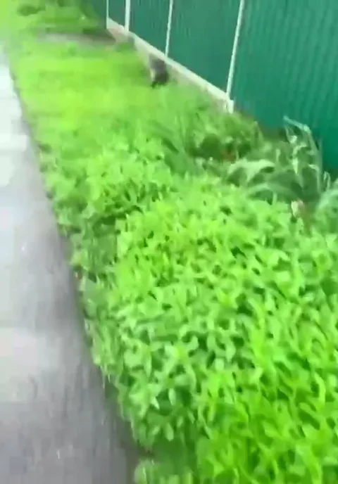 Крыса в кустах