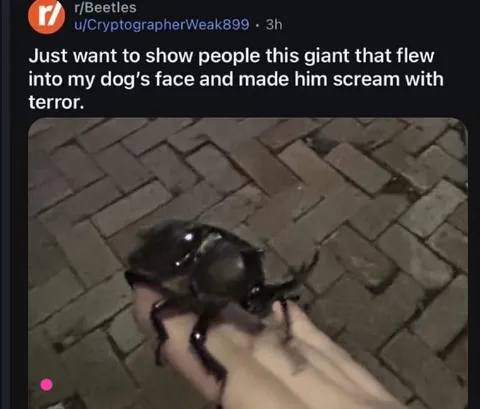 Giant Beetle Terrifies the Dog
