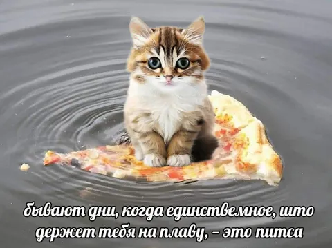 Котёнок держится на пицце