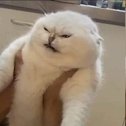 Недовольный прищуренный кот