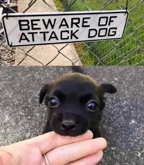 Beware of Attack Dog