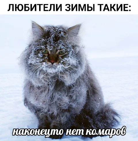 Кот после суровой зимы