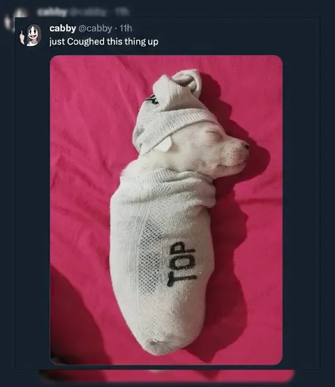 Coughed Up Sock Dog