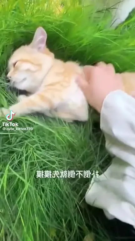 草地上轮流摸小猫