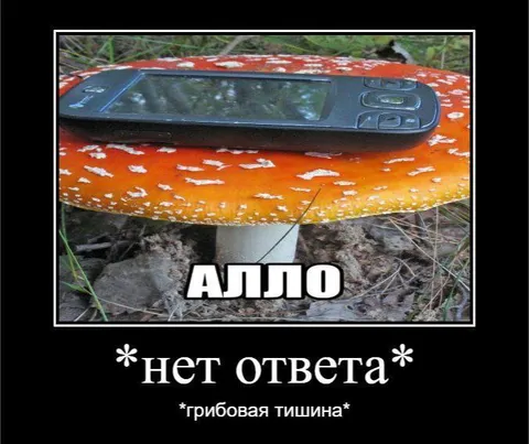 Грибовая тишина после алло