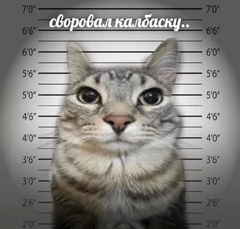 Кот украл колбаску