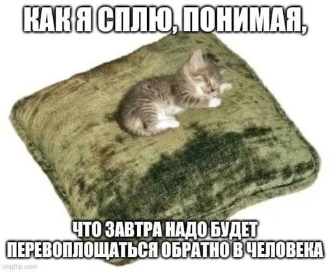 Кот спит перед превращением в человека