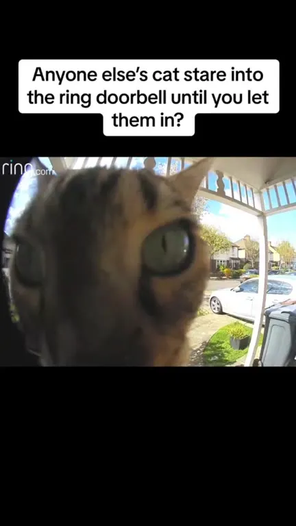 Cat Stares at the Doorbell