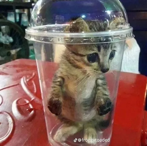 Котёнок в стакане
