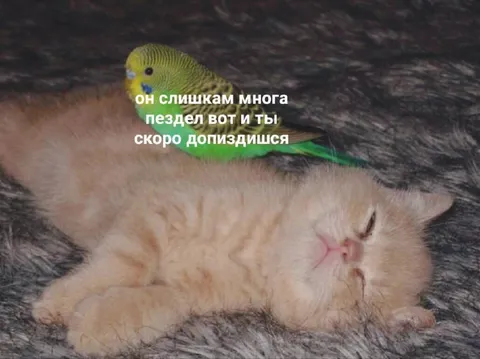 Скоро допиздишься
