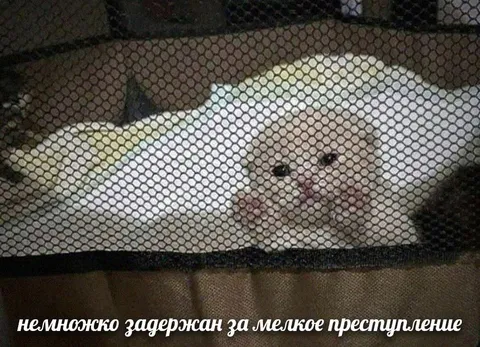 Кот задержан за мелкое преступление