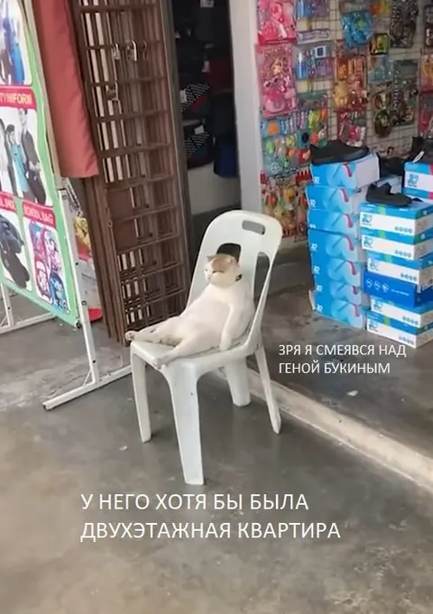 Кот завидует Гене Букину