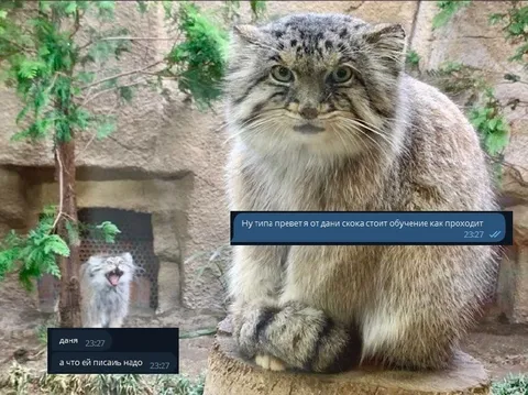 Кот читает странное сообщение