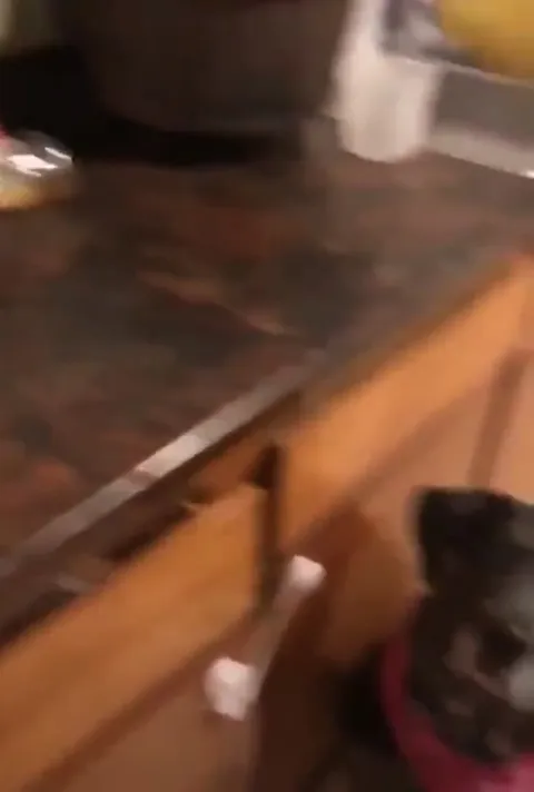Dog Gets a Pickle Treat