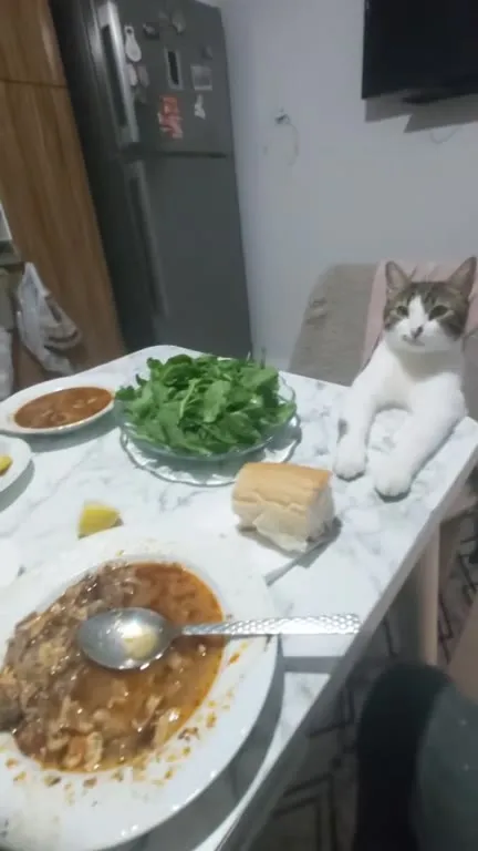 Кот пришёл на семейный ужин
