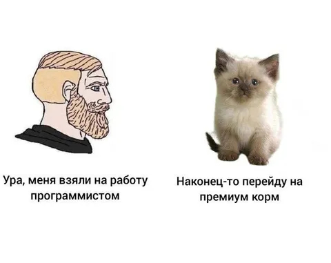 Работа программистом и премиум корм