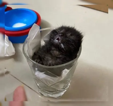 Уставший котёнок в стакане
