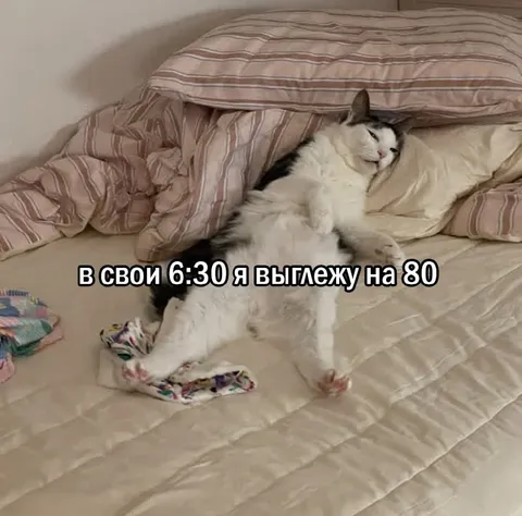 Кот вылезет на 80