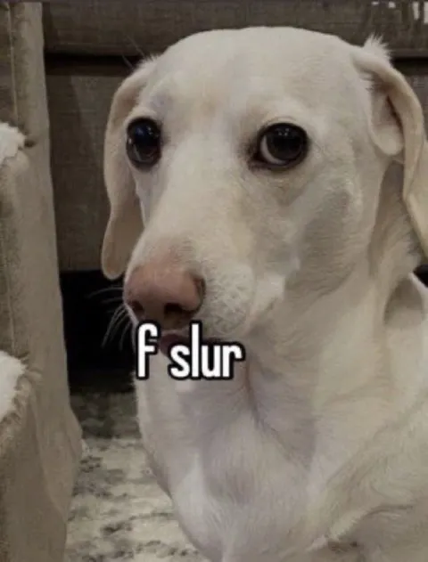 White Dog Says F Slur