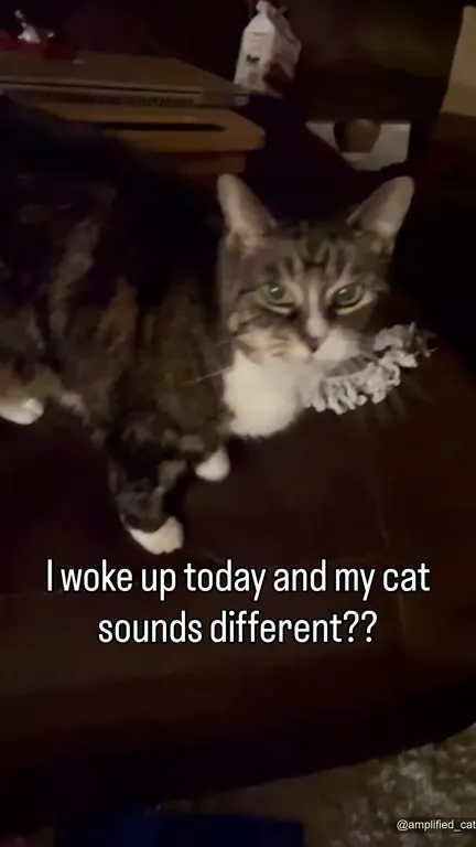 My Cat Sounds Different Today