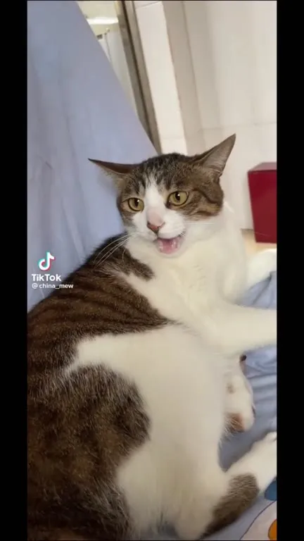 Кот возмущается, пока его гладят